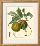 Buy Pears at AllPosters.com