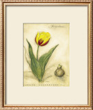Buy Keizerskroon Tulip at AllPosters.com