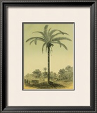 Buy Astrocaryum Palm at AllPosters.com
