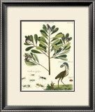 Buy Naturalist Study II at AllPosters.com