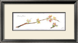 Quince Branch