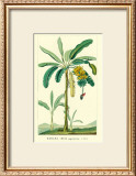 Buy Banana, Musa Sapientum at AllPosters.com