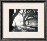 Buy Oak Alley, Light and Shadows at AllPosters.com