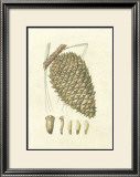 Crackled Woodland Pinecones I