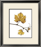 Buy Gold Bud at AllPosters.com