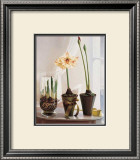 Buy Amaryllus II at AllPosters.com