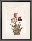 Buy Tulip Companion II at AllPosters.com