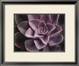 Buy Echeveria I at AllPosters.com