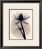 Buy Tropical Water Lily at AllPosters.com