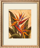 Buy Tropical Bird of Paradise at AllPosters.com