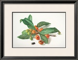 Buy Medlar and Fruit at AllPosters.com