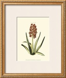 Buy Antique Hyacinth XVI at AllPosters.com