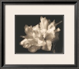 Buy Double Dappled I at AllPosters.com