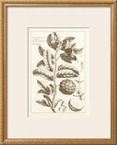 Buy Sepia Exotics I at AllPosters.com