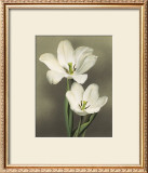 Buy Tulipani at AllPosters.com