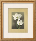Tulipani
