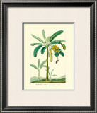 Buy Banana, Musa Sapientum at AllPosters.com