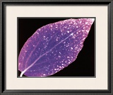 Photogram