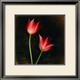 Buy Species Tulips at AllPosters.com