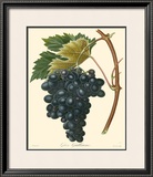 Buy Grapes II at AllPosters.com