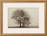 Buy Harmony in Fog at AllPosters.com