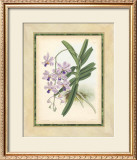 Buy Fitch Orchid V at AllPosters.com