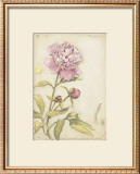 Buy Peony III at AllPosters.com