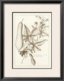 Buy Sepia Exotics IV at AllPosters.com