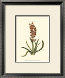Buy Antique Hyacinth VII at AllPosters.com