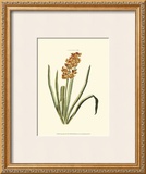 Buy Antique Hyacinth VIII at AllPosters.com