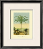 Buy Maximiliana Palm at AllPosters.com