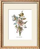 Buy Anemones Sunples Volubulis at AllPosters.com