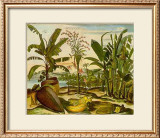 Buy Tropical Fruits II at AllPosters.com