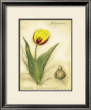 Buy Keizerskroon Tulip at AllPosters.com