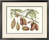 Buy Botanical III at AllPosters.com