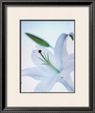 White Flower