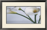 Buy Springplicity I at AllPosters.com