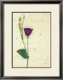 Buy Lizzieanthus at AllPosters.com