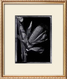Buy Corn at AllPosters.com