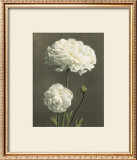 Buy Dalie at AllPosters.com