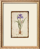 Buy Iris Reticulata at AllPosters.com