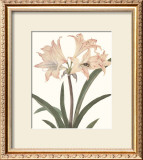 Buy Amaryllis at AllPosters.com
