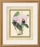 Buy Fitch Orchid IV at AllPosters.com