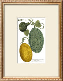 Buy Antique Melons II at AllPosters.com