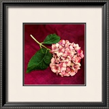 Buy Pink Hydrangea at AllPosters.com
