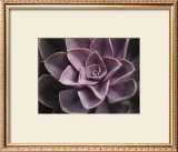 Buy Echeveria I at AllPosters.com