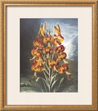 Buy The Superb Lily at AllPosters.com