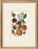 Buy Weinmann Fruits I at AllPosters.com