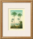 Buy Coco Palm at AllPosters.com
