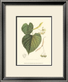 Buy American Linden at AllPosters.com